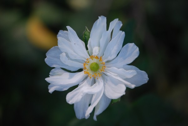 White Flower