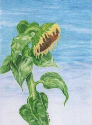 sunflower part 1