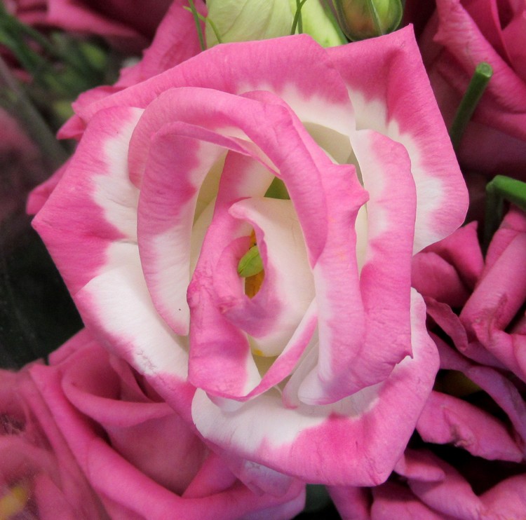 PINK BEAUY !