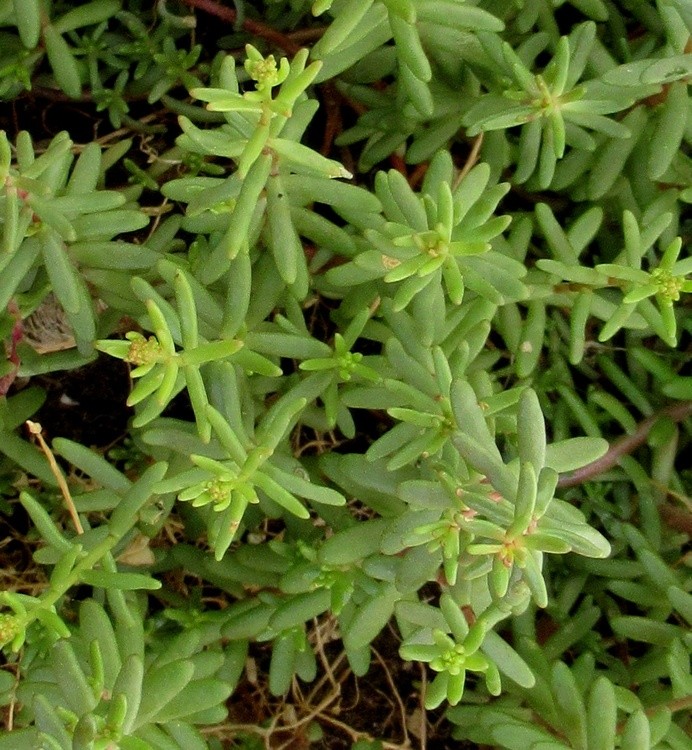 GREEN SUCCULENTE