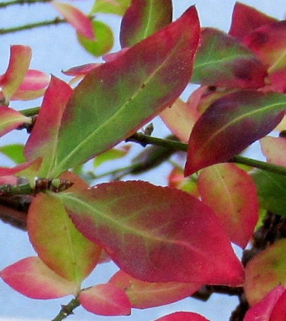 AUTUMN LEAVES