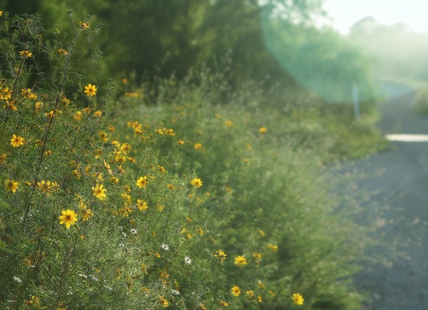 Flowered Reflections