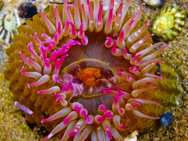 colors of the sea