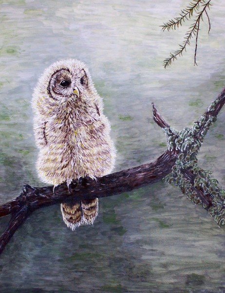 Baby Owl