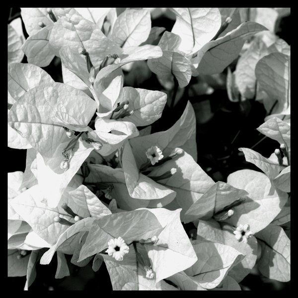 Bougainvilleas