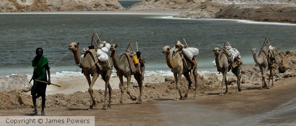 Camel Caravan