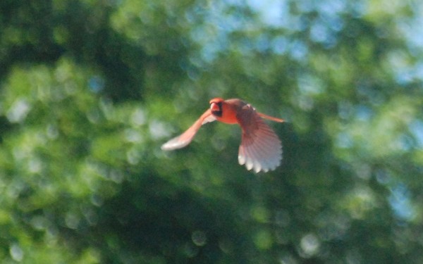 BEAUTY IN FLIGHT