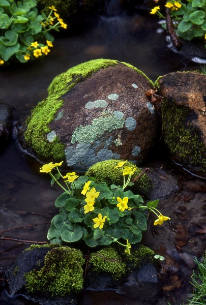 Marsh Marigolds in Forest Brook 