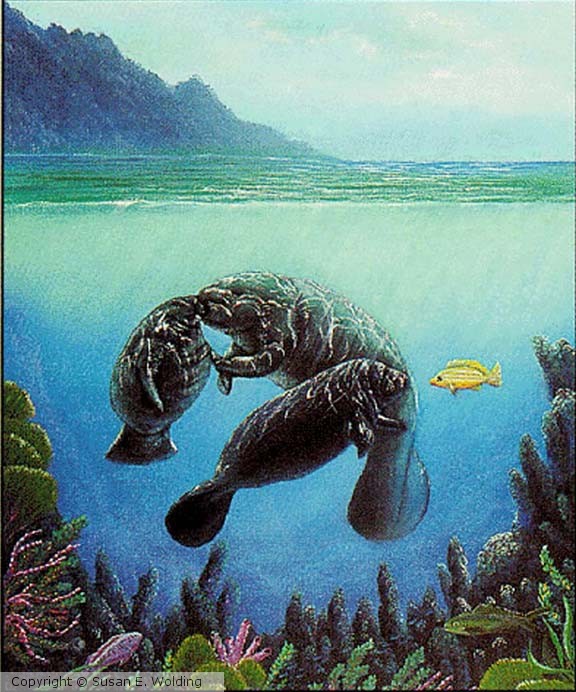 Manatee Affection
