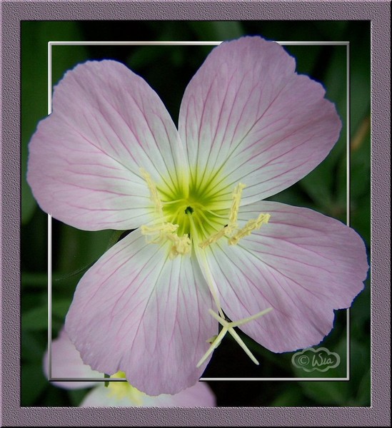 A touch of mauve