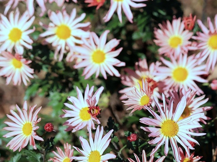 Flowers of the garden