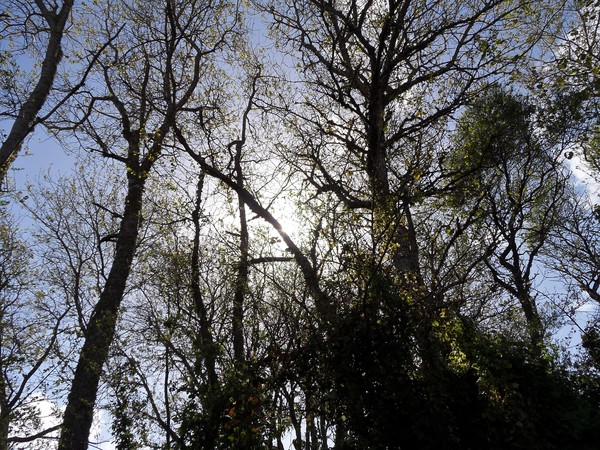 Spring Sky