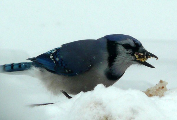 hungry bluejay