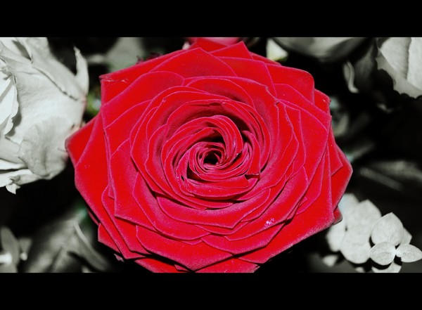 Roses