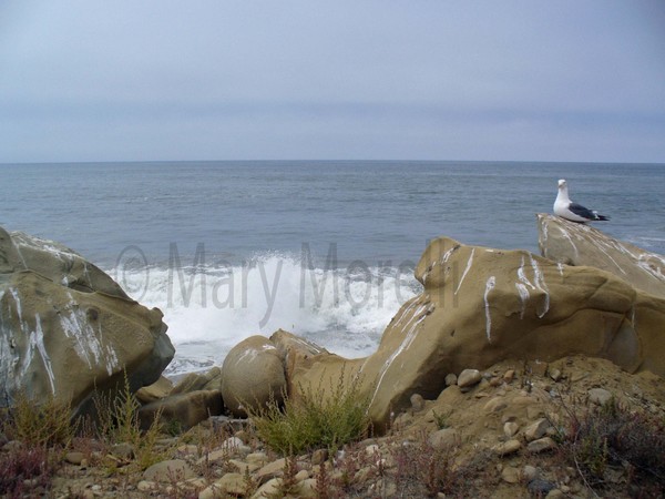 A seagulls view of the ocean