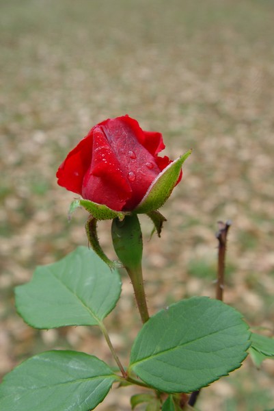 Red Bud...