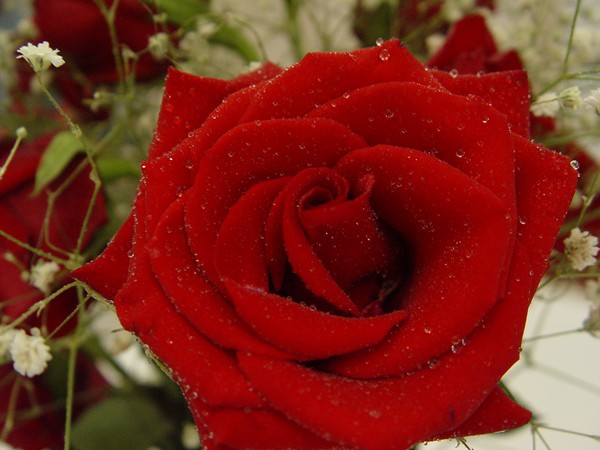 Roses Are Red...