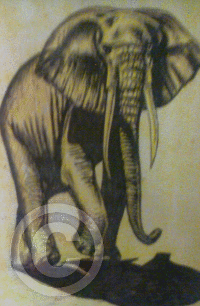 Elephant