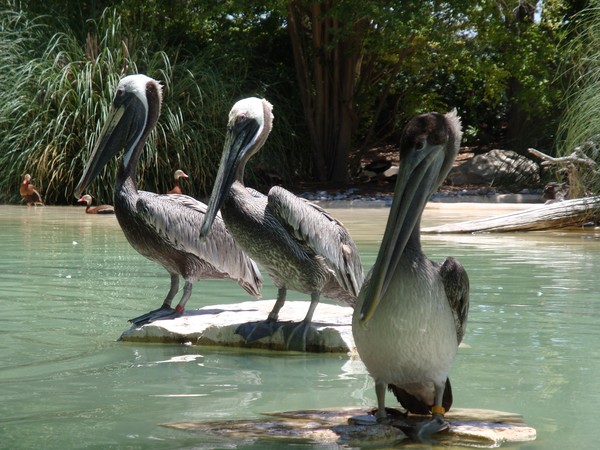 Pelicans