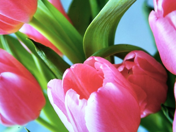 tulips