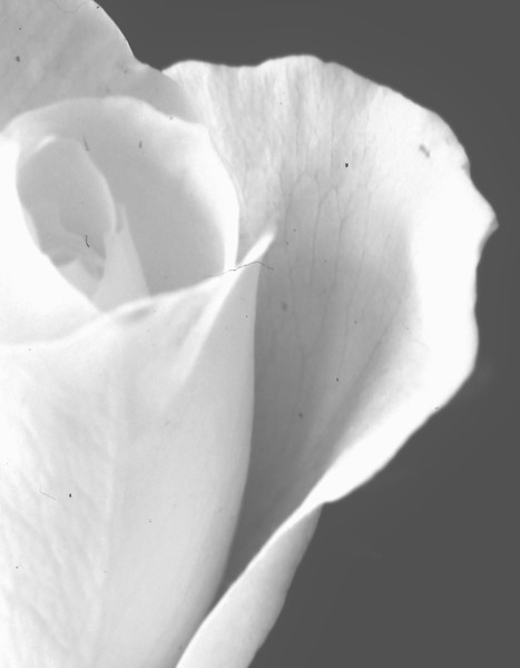 white rose