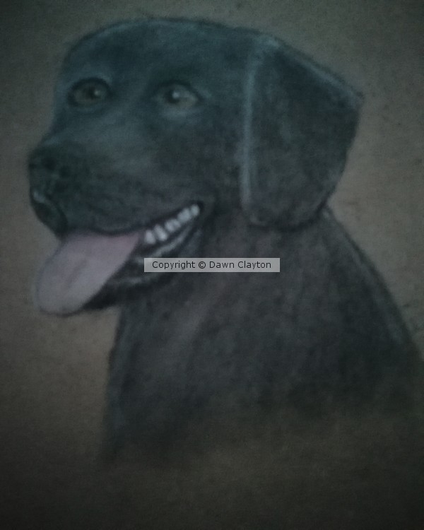 Black  labrador