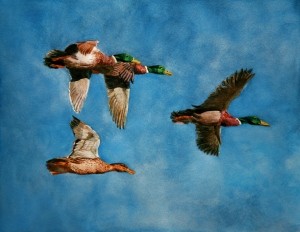 Mallards Flying