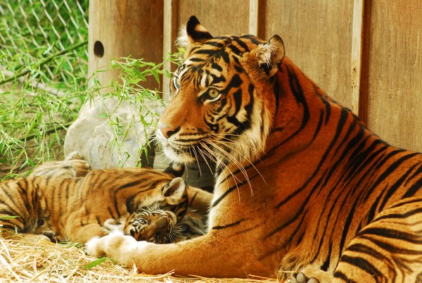 Mom and Kits