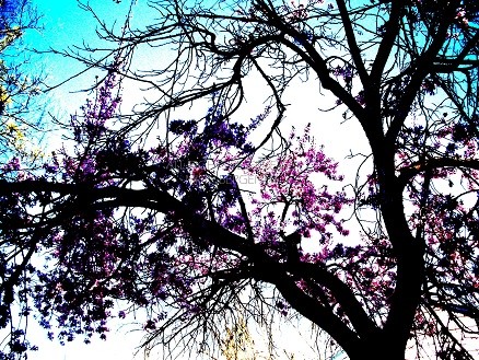 Spring Reigns