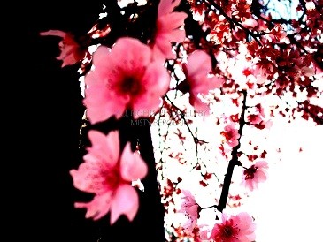 Blossom Divine