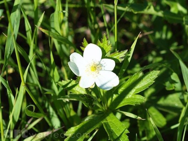 WILD PRAIRIE FLOWER