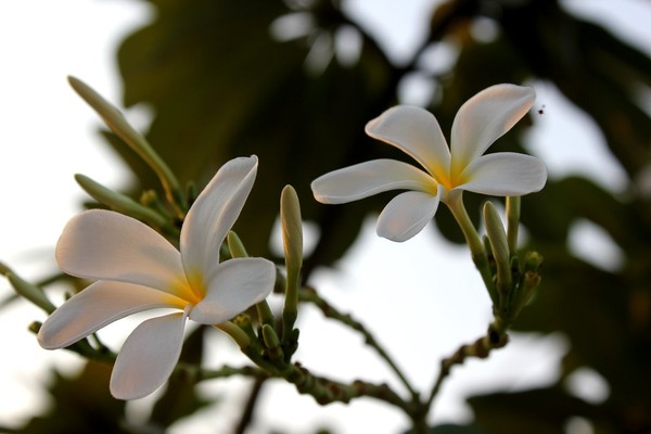 Twin Bloom