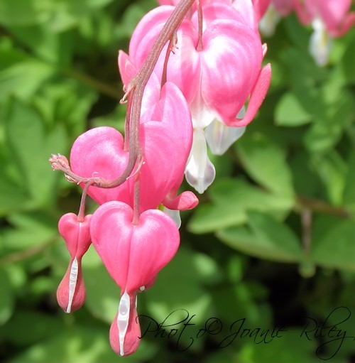 Dangling my heart