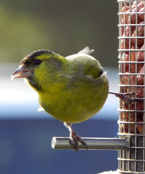 Siskin