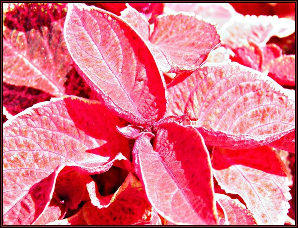 LOVE IS RED