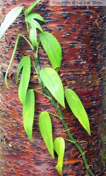 Cebu Blue Pathos (Epipremnum pinnatum 'Cebu Blue') 11-25-2012