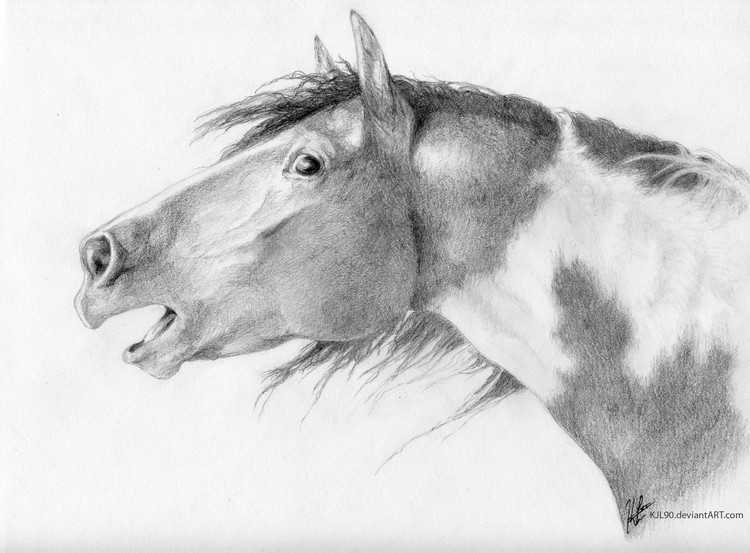 Mustang