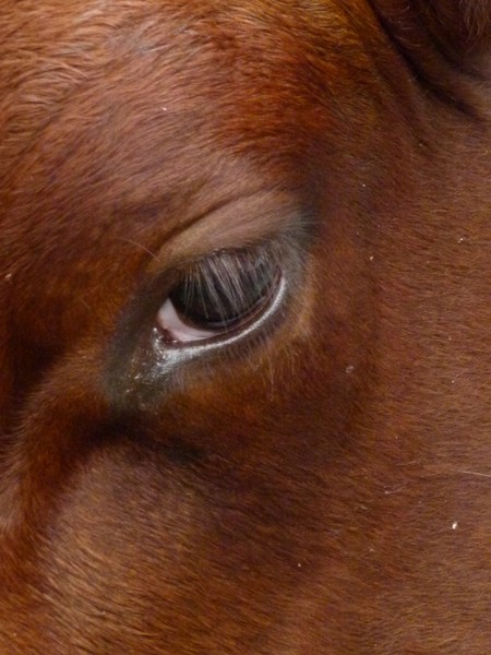 Cows eye