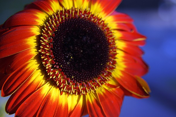 Closeup Floral