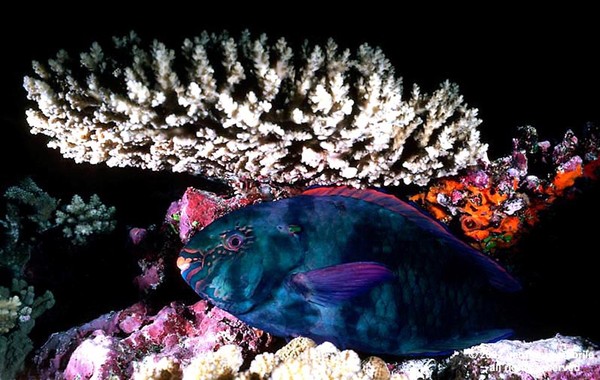 PARROT FISH