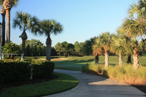 Palm trees