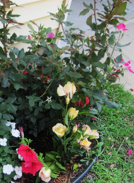 Tiny corner Garden