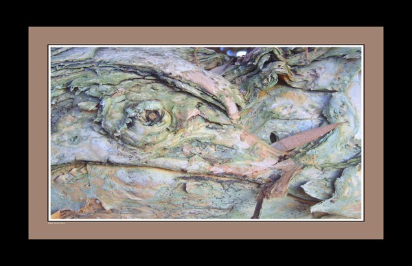 Bark shots 044 11x17