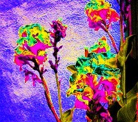 flowers from Oz