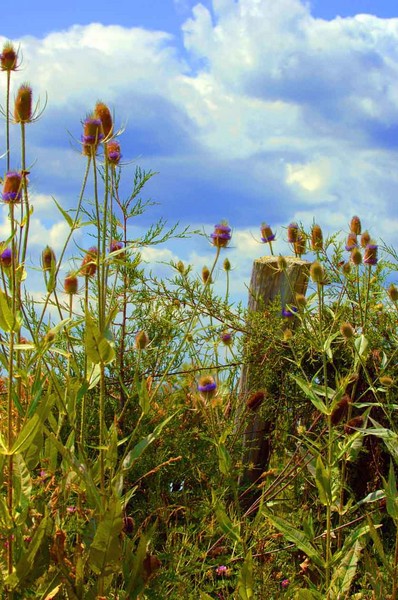 Thistle and the Post