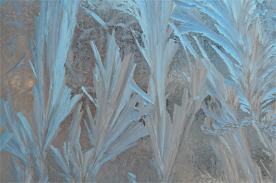 Alberta Frost