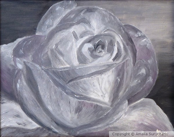Rose in black and white