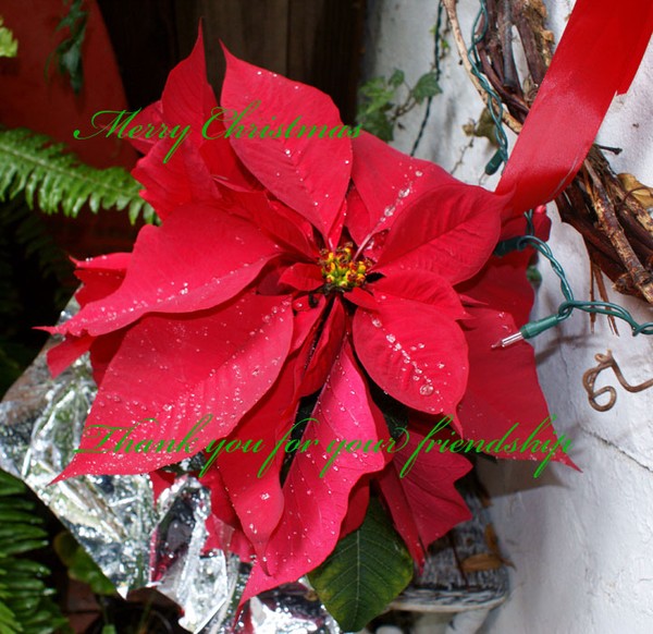 Merry Christmas