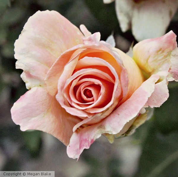 unfolded beauty