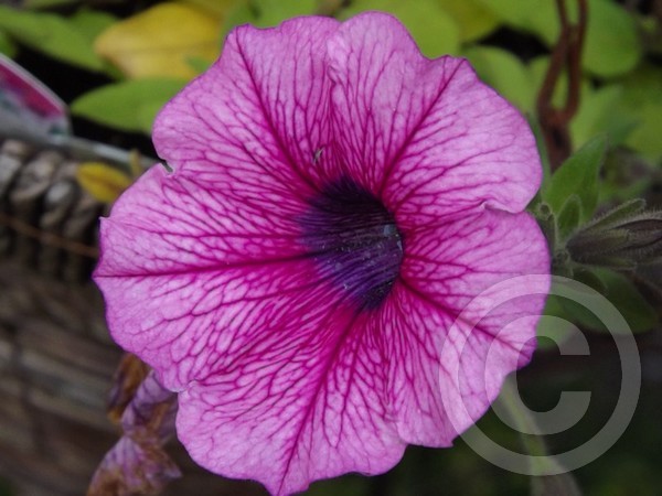 Pink.Petunia